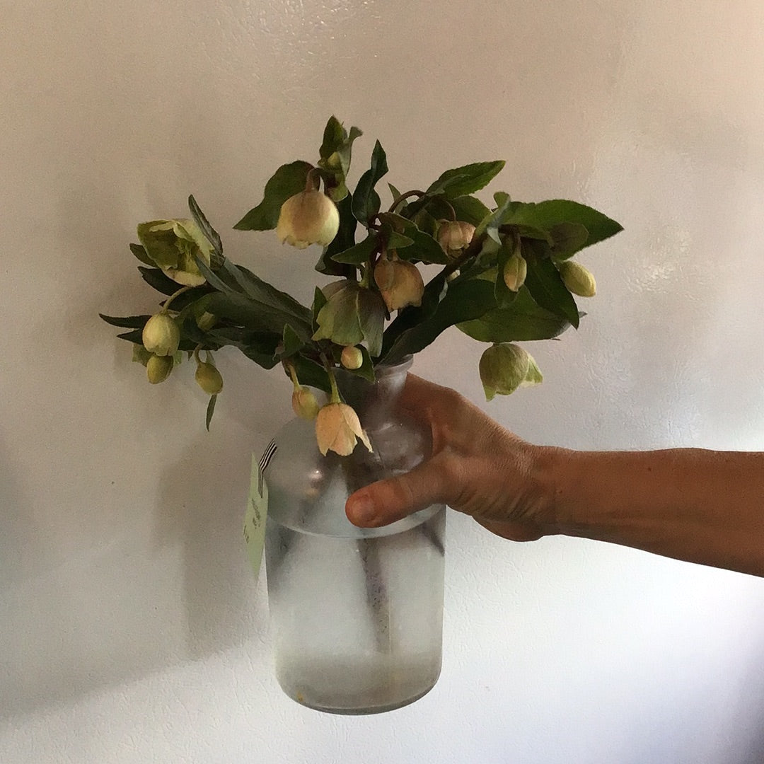 Hellebore